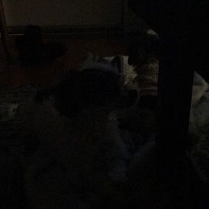 Meet your Posher, Iris